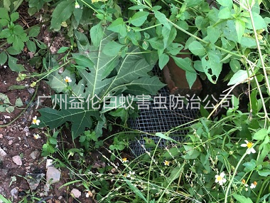 龙凤住宅区处理蛇患工程