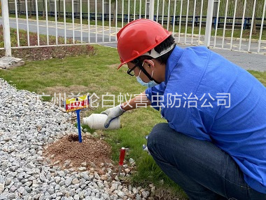 新港红火蚁防治工程